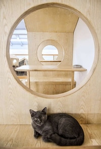 Cat-Focused Wooden Cafes Image 1