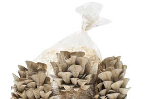 Oyster Mushroom Growing Kits