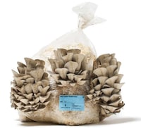 Oyster Mushroom Growing Kits