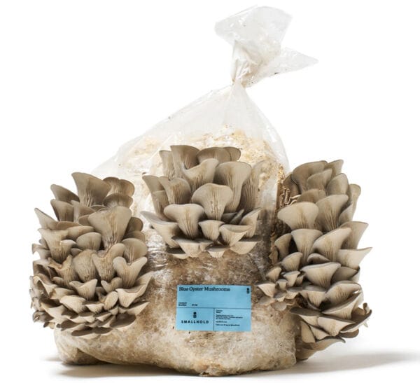 Oyster Mushroom Growing Kits