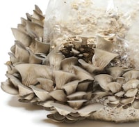 Oyster Mushroom Growing Kits Image 2