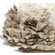 Oyster Mushroom Growing Kits Image 2