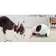 Robotic Pet Companions Image 1