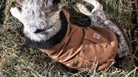 Protective Workwear Dog Jackets Image 1