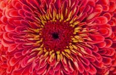 Sensorial Fragrance Decoders