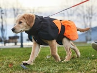 Winterized Active Dog Jackets Image 4