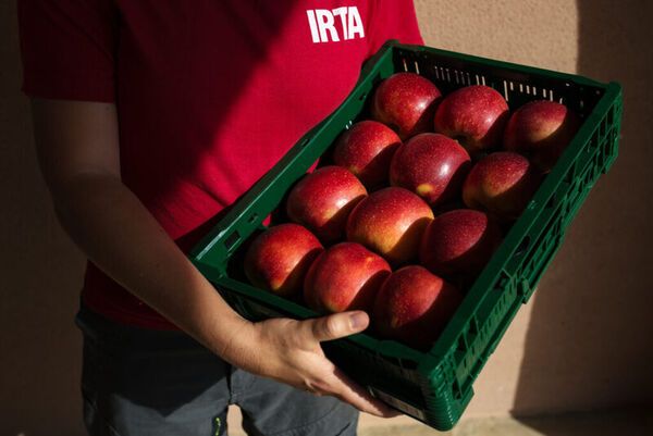 Red, juicy, heat resistant: the hunt for a climate-proof apple