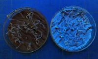 Fluorescent Nano Fertilizers Image 1
