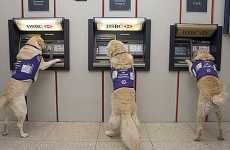 Service Dogs Trained to Fetch Cash