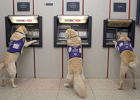 Service Dogs Trained to Fetch Cash