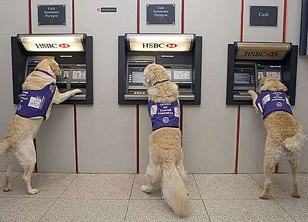 Service Dogs Trained to Fetch Cash
