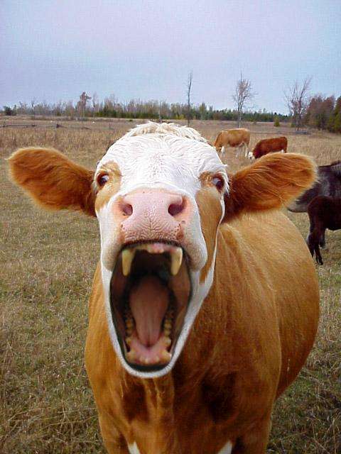 Cow Turns Carnivorous And Eats Live Chickens