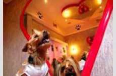 Love Hotel for Dogs