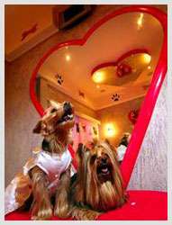 Love Hotel for Dogs