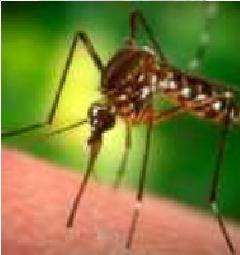 10 Mosquito Inspired Innovations