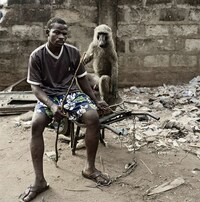 Monkey Companions Image 6
