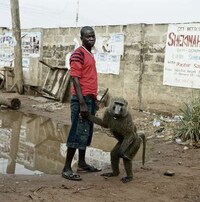 Monkey Companions Image 8
