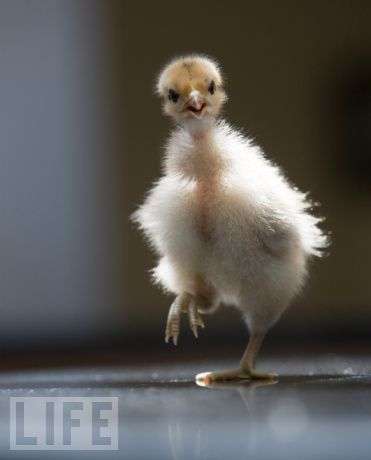 Cutevertising for Conservation