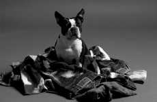 Doggy Denim Ads