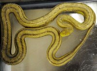 Snakes in Big Cities Image 2