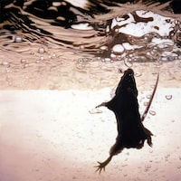 Realistic Rat Art Image 3