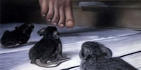 Realistic Rat Art Image 4