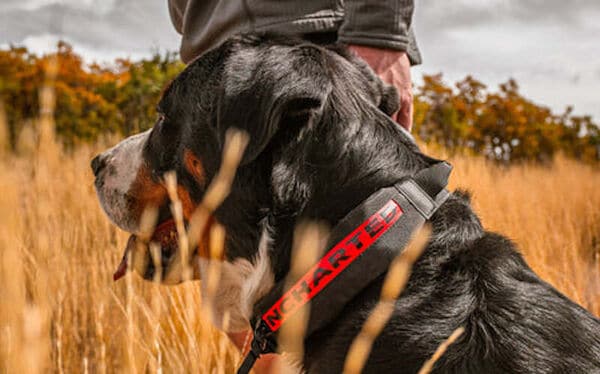 Pet-Catered First Aid Kits