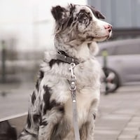 Scandinavian-Inspired Dog Collars