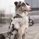Scandinavian-Inspired Dog Collars Image 1