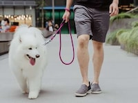 Ultra-Secure Dog Leashes Image 1