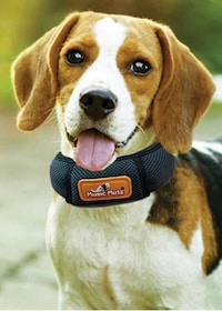 Comforting Musical Collars Image 1