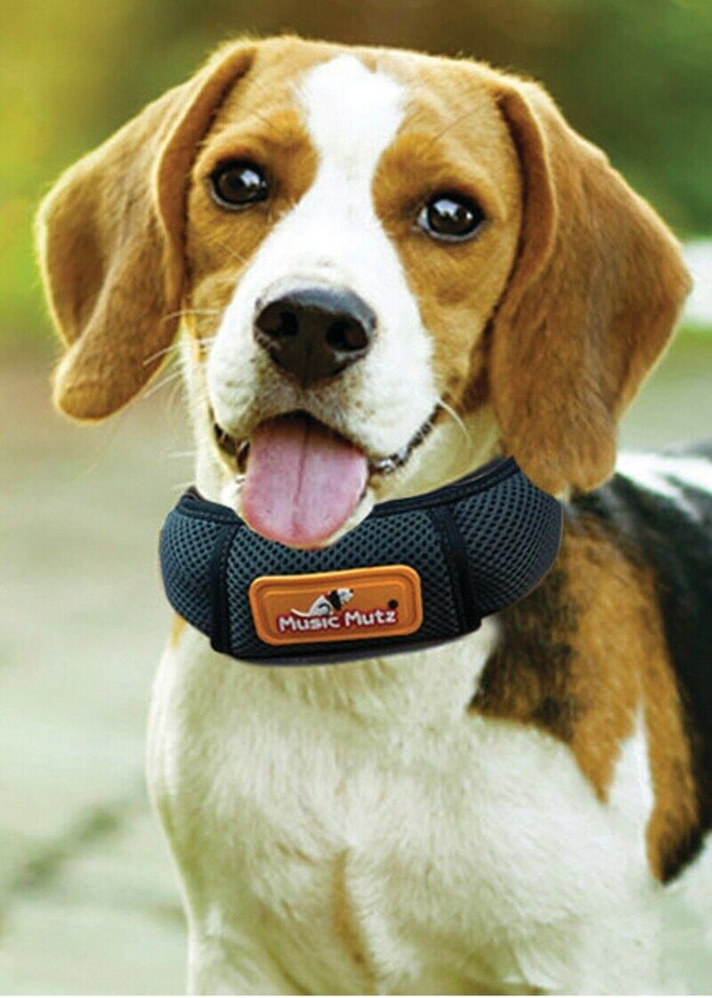 Comforting Musical Collars