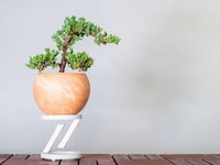 Illusory Planter Stands Image 5