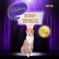 Easter Cat Mascots Image 3