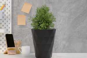 Single-Use Plastic Plant Pots Article Thubnail