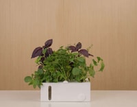 Smart Indoor Hydroponics Gardens Image 7