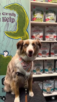 Crab-Based Dog Treats