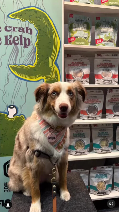 Crab-Based Dog Treats