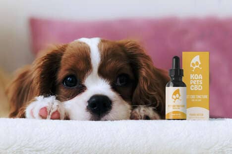 Pet-Friendly CBD Tinctures