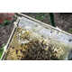 Thermoregulating Robotic Beehives Image 3