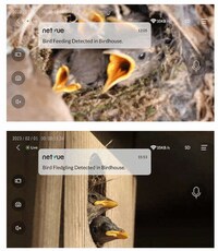 Dual-Camera Birdhouses Image 3