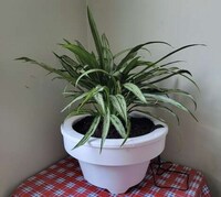 Self-Watering Flowerpots