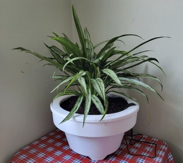 Self-Watering Flowerpots