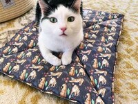 Eclectic Cat-Specific Stores Image 2