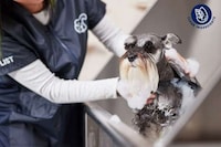 Clean Pet Grooming Salons Image 1