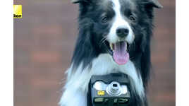 Pet-Taken Camera Initiatives