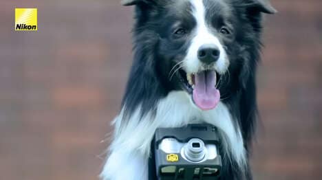 Pet-Taken Camera Initiatives