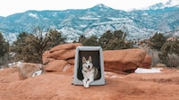 Air-Filled Waterproof Dog Kennels Image 1