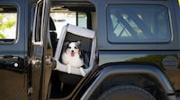 Air-Filled Waterproof Dog Kennels Image 6