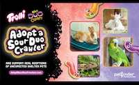 Adoption Support Candy Campaigns Image 1